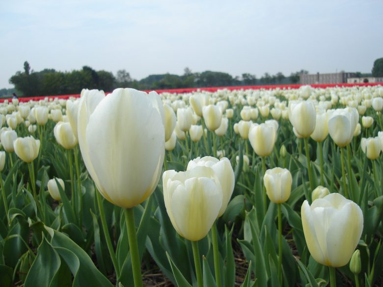 jardins do Keukenhof