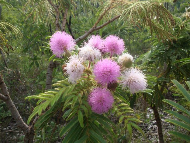 A vegetação da trilha da Cachoeira do Segredo