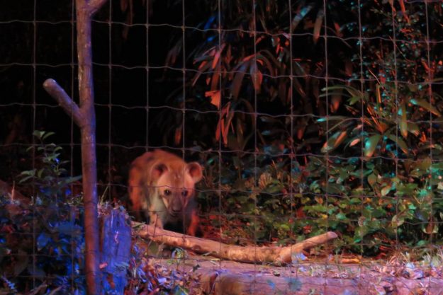 singapura-night-safari3
