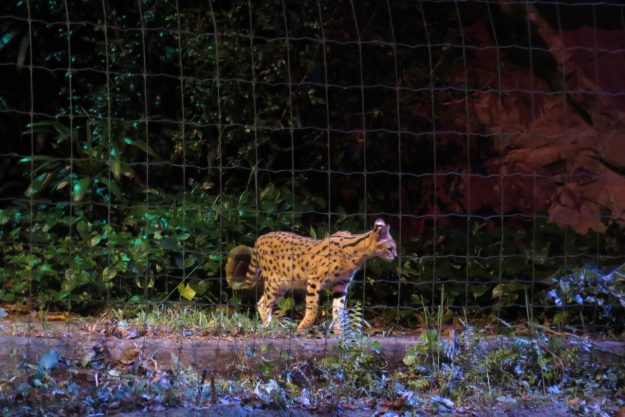 singapura-night-safari4