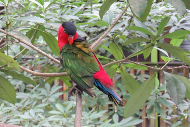singapura-jurong-park4