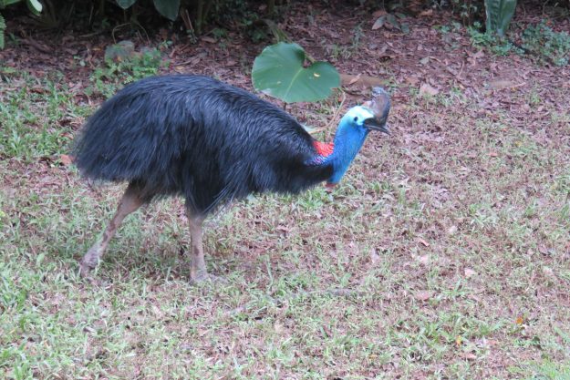 singapura-jurong-park5
