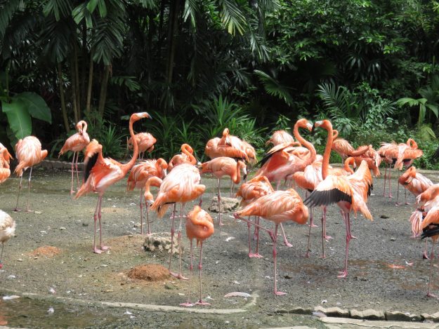 singapura-jurong-park6