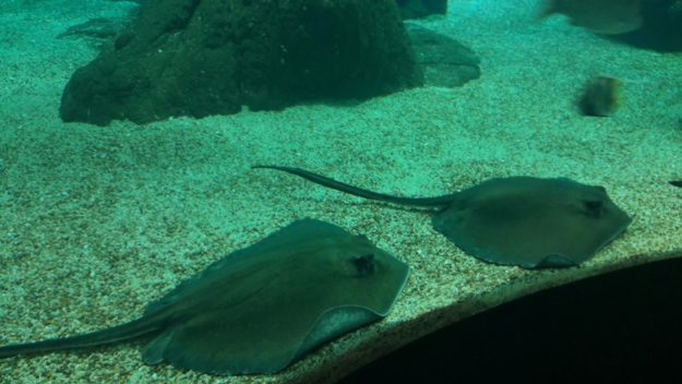 o que fazer em lisboa oceanario arraias