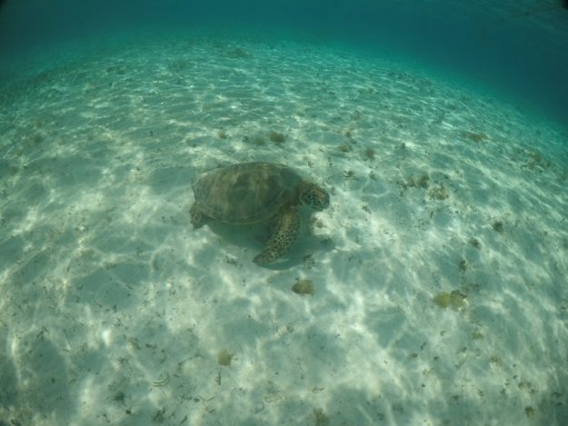 ilha de providencia cayo cangrejo tartaruga