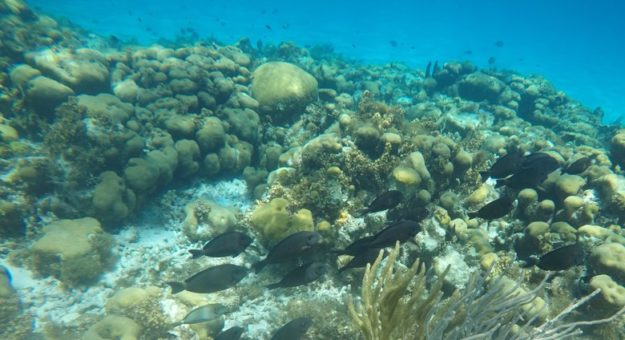 peixes ilha de providencia mar