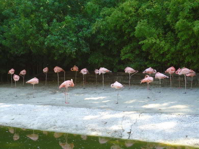 o-que-fazer-em-barcelona-flamingos-no-zoo