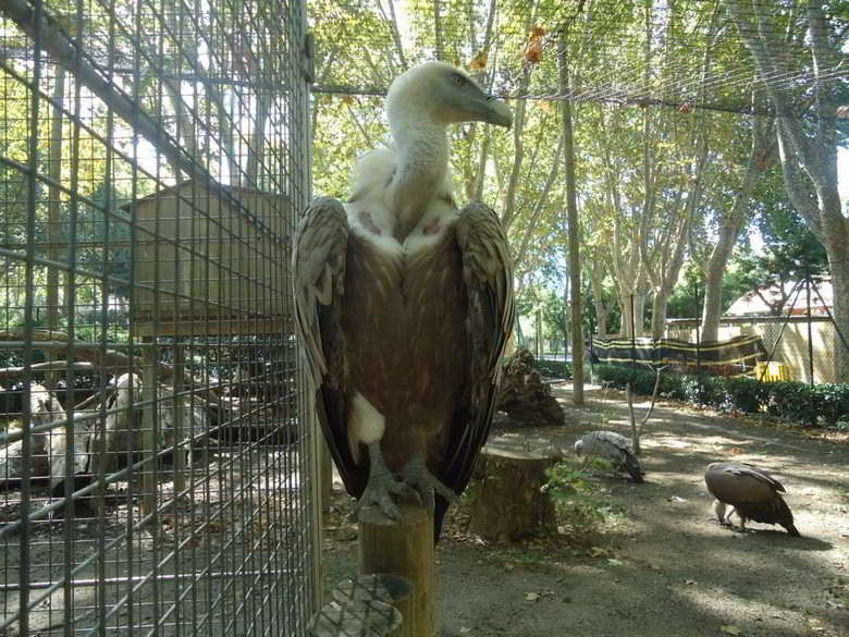 o-que-fazer-em-barcelona-zoo-de-barcelona