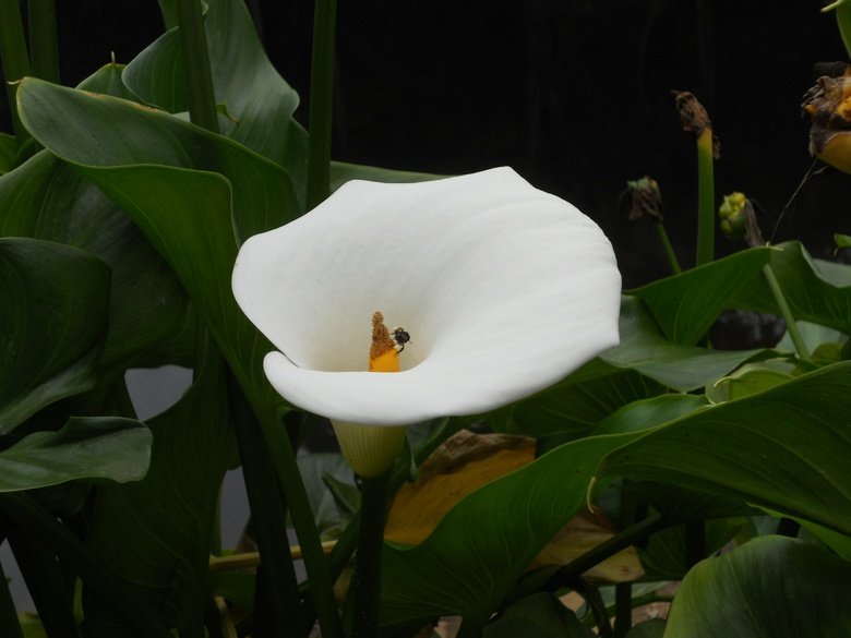 o que fazer em sp jardim botânico besouro na flor