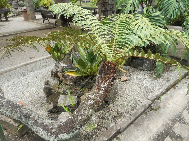 o que fazer em sp jardim botanico xaxim