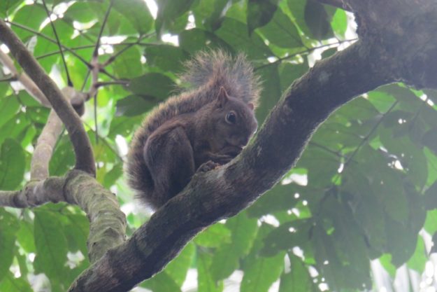 o que fazer em itatiaia esquilo parque nacional