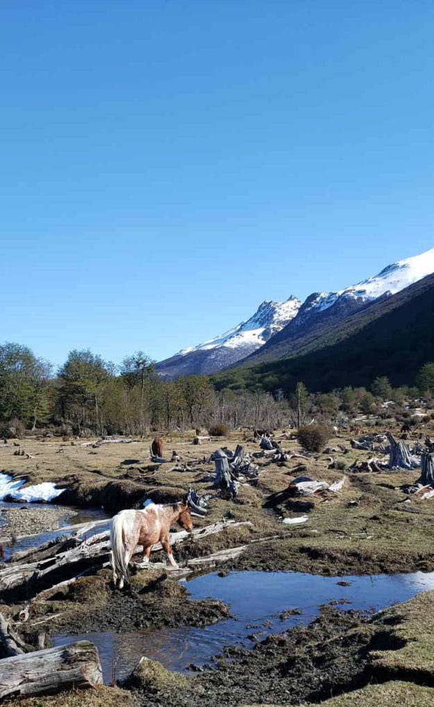 arvores cortadas parque nacional tierra del fuego